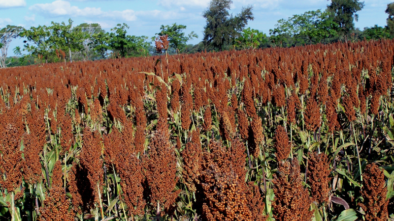 Sorgo la herramienta para la agricultura y la ganadería que busca recuperar protagonismo