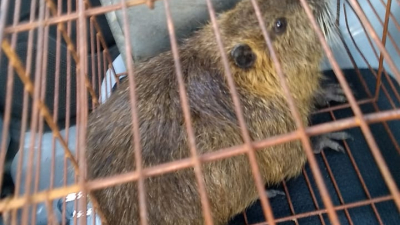 Rescataron a una nutria que entró a un bar rosarino