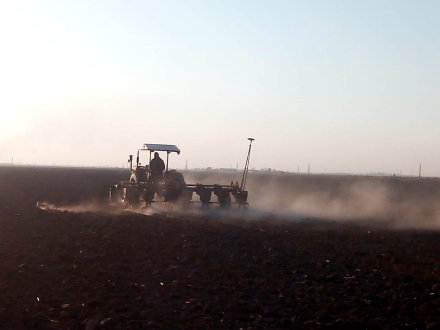 58siembra girasol.jpeg