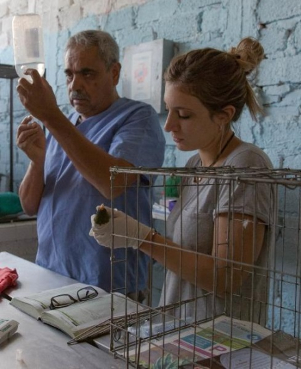 veterinaria 1.jpg