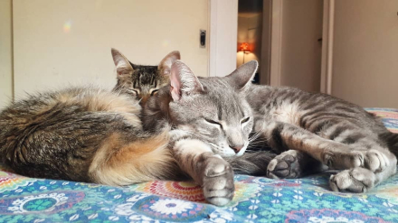 kuka y tincho.jpg