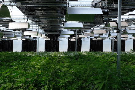 cannabis.jpeg