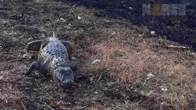 Una lamentable imagen: un yacaré fue alcanzado por las llamas de incendios en el sudoeste