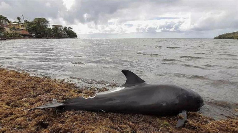 Isla Mauricio: al menos 40 delfines muertos tras el derrame de petróleo
