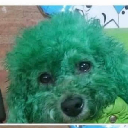 perro.jfif