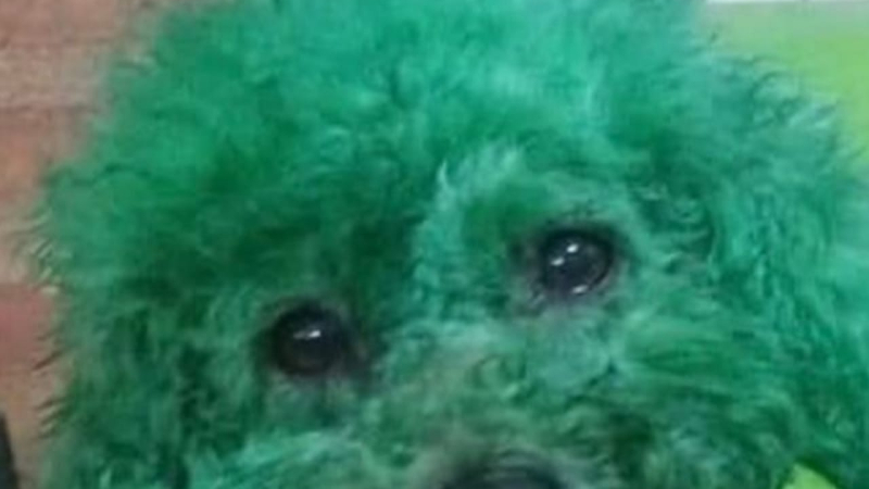 Alumna de peluquería canina tiñó a su perro de verde y estallaron las redes