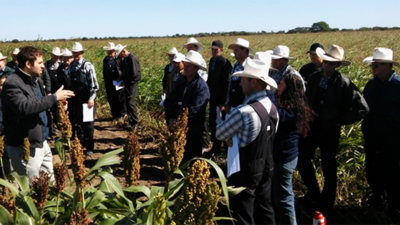 El sorgo busca recuperar su protagonismo