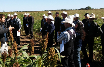 El sorgo busca recuperar su protagonismo