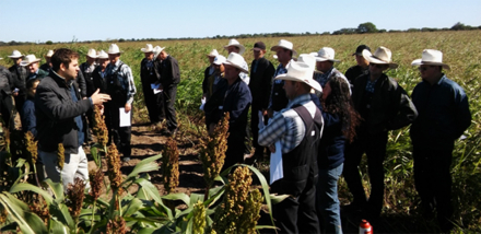 58jornadas sorgo.jpg