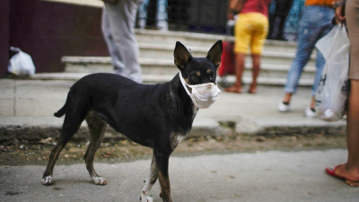 La cremación de mascotas, una alternativa en expansión