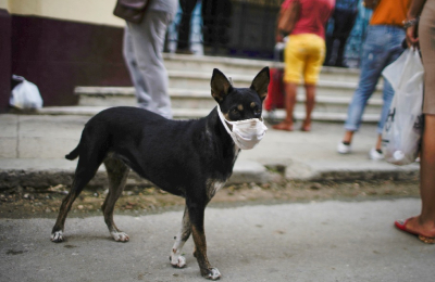 La cremación de mascotas, una alternativa en expansión    