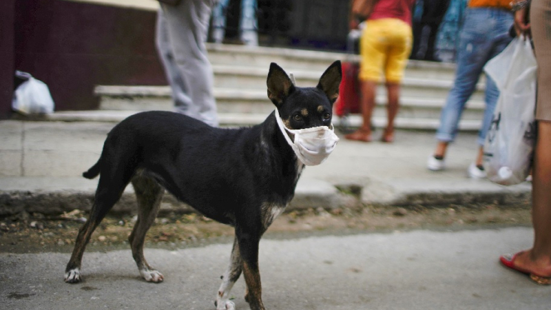 La cremación de mascotas, una alternativa en expansión