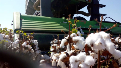Los productores, ante el escenario climático, quieren apostar al algodón