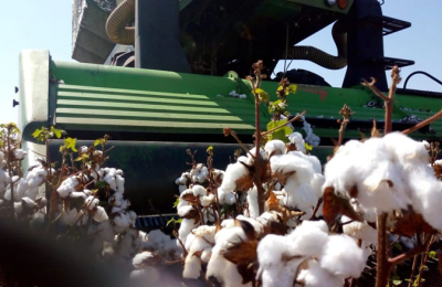 Los productores, ante el escenario climático, quieren apostar al algodón