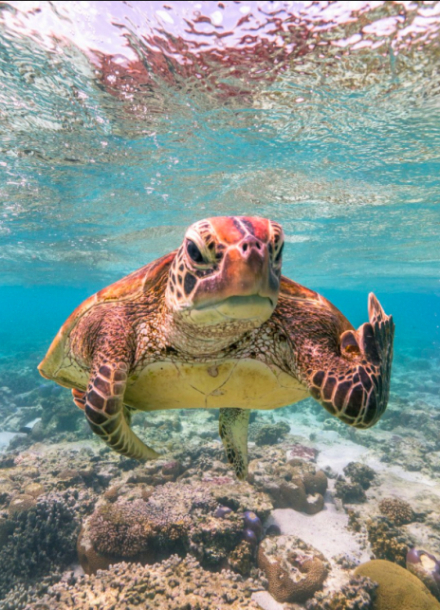 tortuga maleducada.jpg