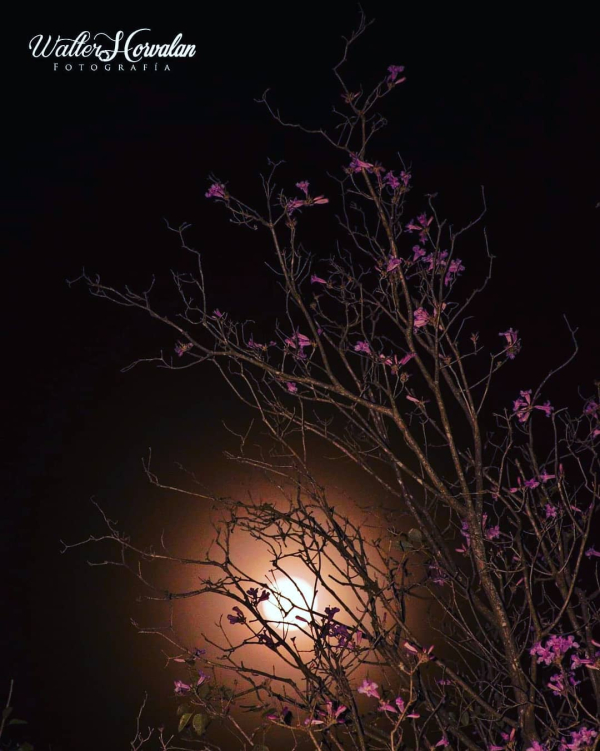 Noche chaqueña, en Pampa del Infierno