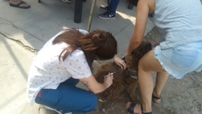 Barranqueras inició campaña de vacunación antirrábica