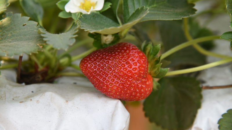 Nuevos horizontes en la horticultura chaqueña