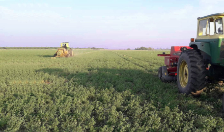 Alfalfa-quieren-exportar.jpg