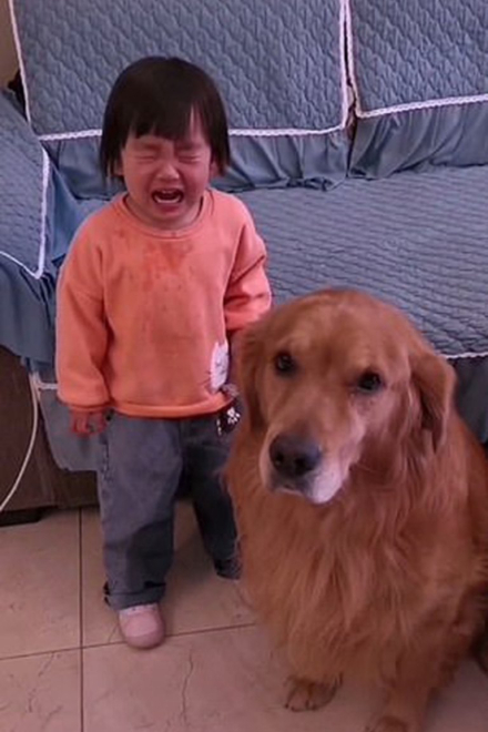 perro4.jpg