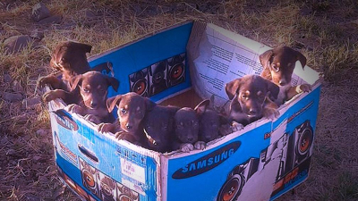 Apadriná una castración: campaña de Huellas Caninas