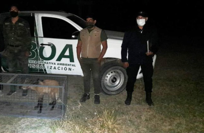 Charadai: encontraron una hembra de Aguará Guazú