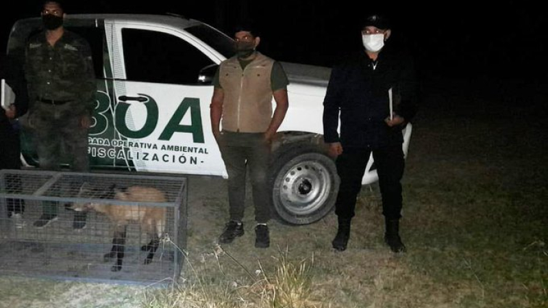 Charadai: encontraron una hembra de Aguará Guazú