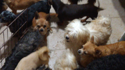 Rosario: clausuran criadero clandestino de perros