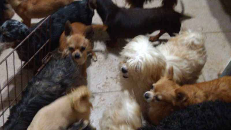 Rosario: clausuran criadero clandestino de perros
