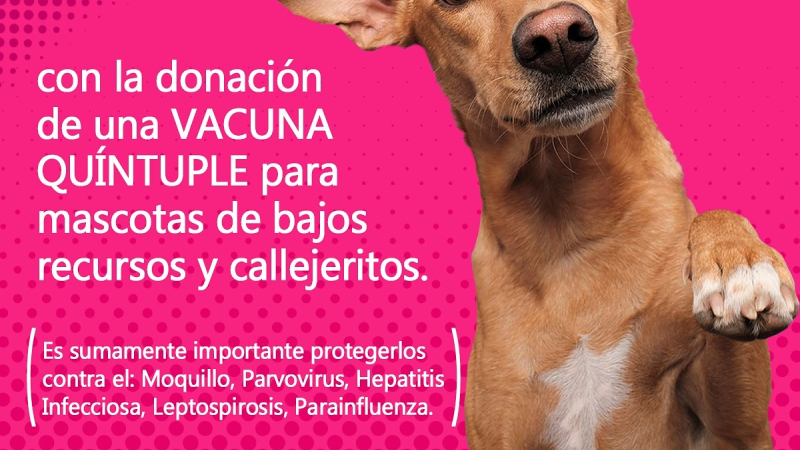 Sumá tu huellita: campaña solidaria para vacunar a mascotas de bajos recursos o en situación de calle