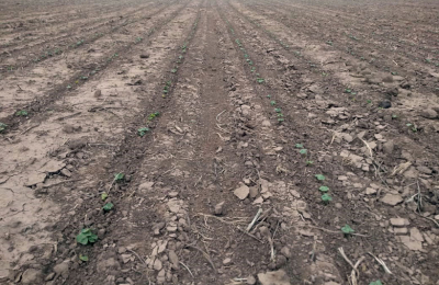 Con algodón, maíz, sorgo y soja el Chaco quiere superar el millón cien mil hectáreas de cultivos