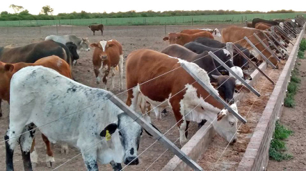 ganaderia-vacas.jpg