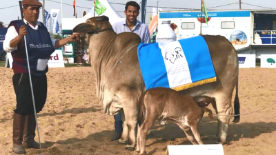 Remate de Brahman seleccionado
