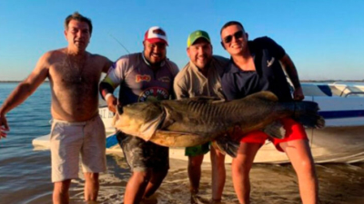 ???? Cuatro amigos chaqueños pescaron un manguruyú de 100 kilos y lo devolvieron al río