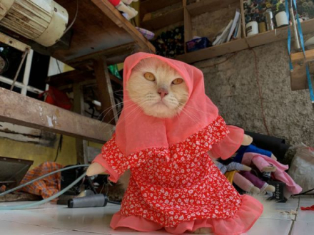 gatos2.jpg
