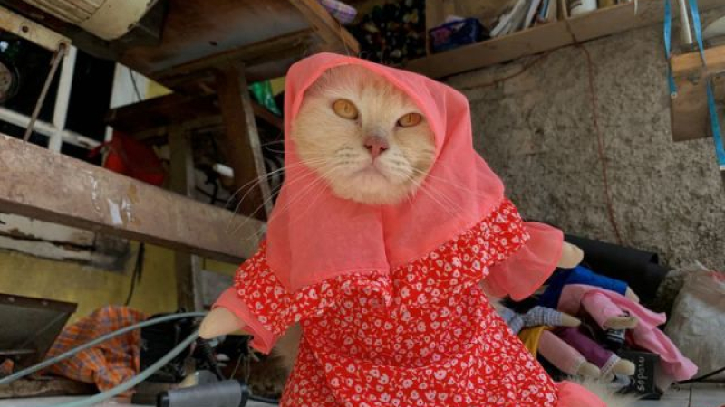 Hiyabs y cosplay: indonesios visten a sus gatos a la moda