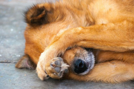 mascota2.jpg