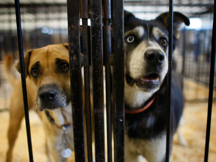 perro4.jpg