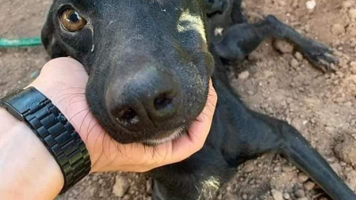 Se necesita con urgencia un medicamento para curar a dos perritos con tumores externos ?