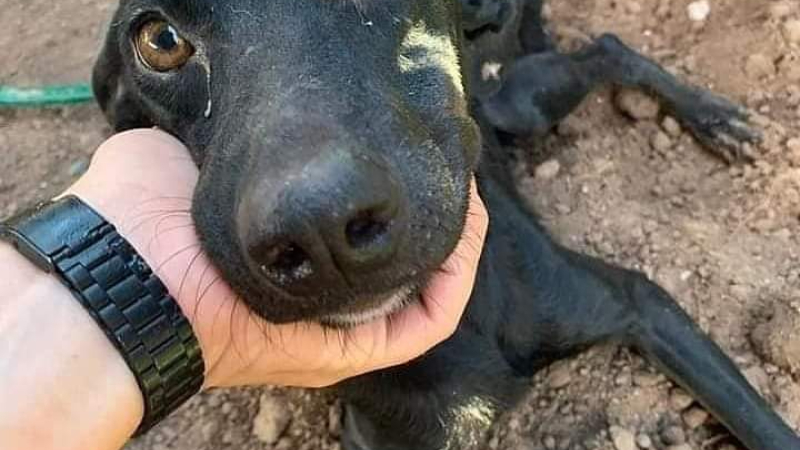 Se necesita con urgencia un medicamento para curar a dos perritos con tumores externos ?