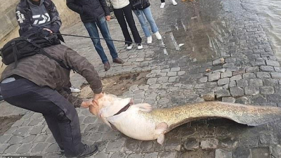 Pescaron un bagre gigante en el centro de París