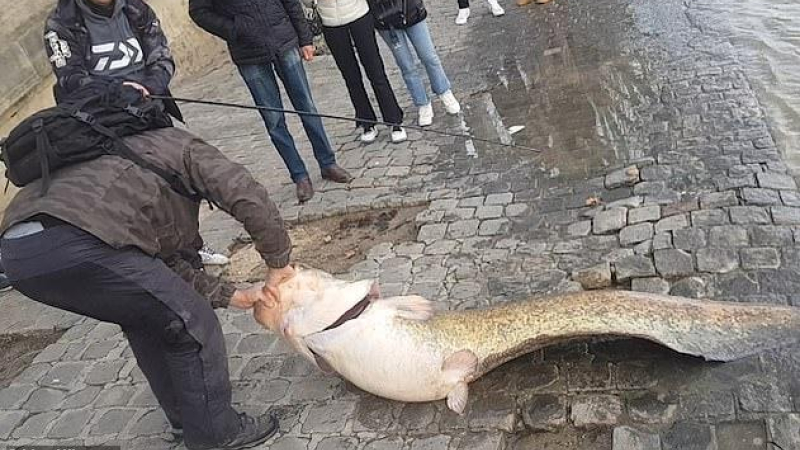 Pescaron un bagre gigante en el centro de París
