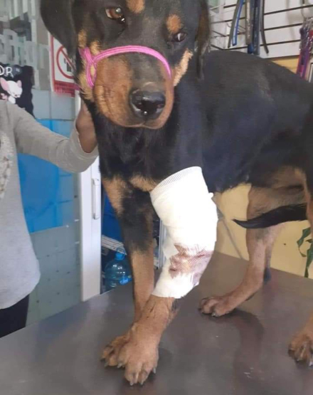 perro.jpg
