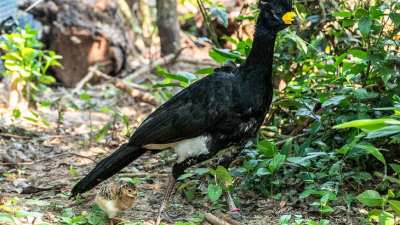 Proyecto Iberá: nacieron tres pichones de un ave extinta hace más de medio siglo