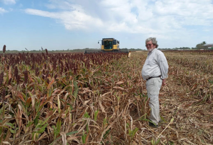 sorgo-se-cosecha-Lalo.jpg