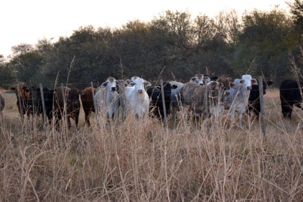 VACAS-FLACAS.jpg