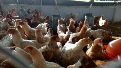 El pollo campero, cada vez más difícil de sostener la actividad