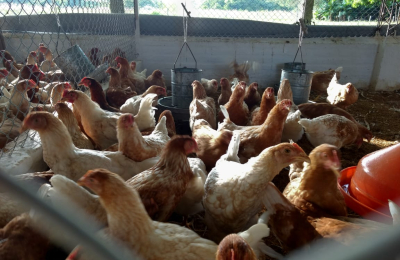 El pollo campero, cada vez más difícil de sostener la actividad