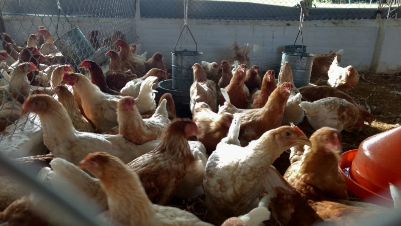 El pollo campero, cada vez más difícil de sostener la actividad