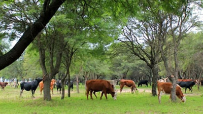 “En el Chaco, la ganadería es con producción silvopastoril”